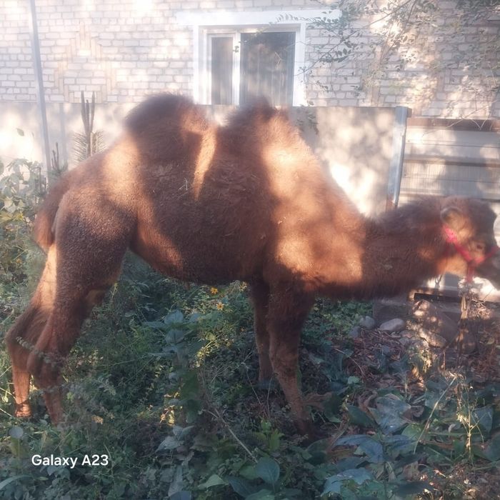 Продам верблюда (девочка 2 года)