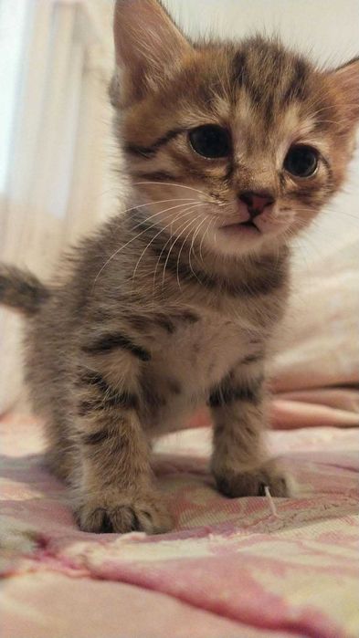 Котёнок в добрые руки