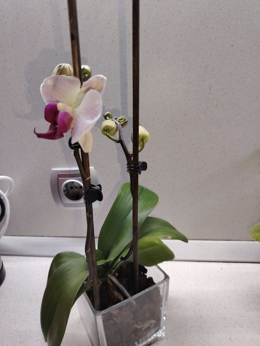 Зелени живи  растения в кашпи, червените подходящи за Свети Валентин