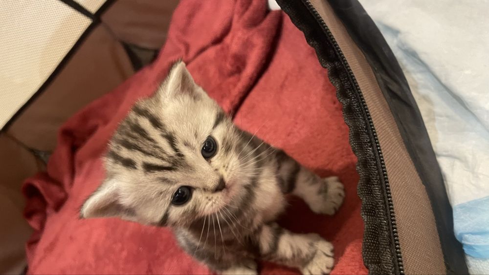 Готовятся к резерву 4 шотландских котенка