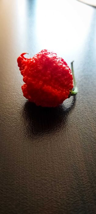 Най-лютата чушка в света – Carolina Reaper