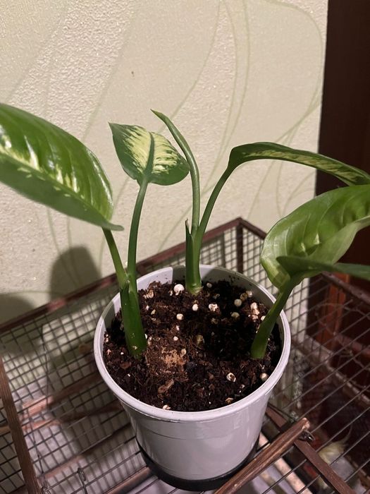 Цветок диффенбахия продам