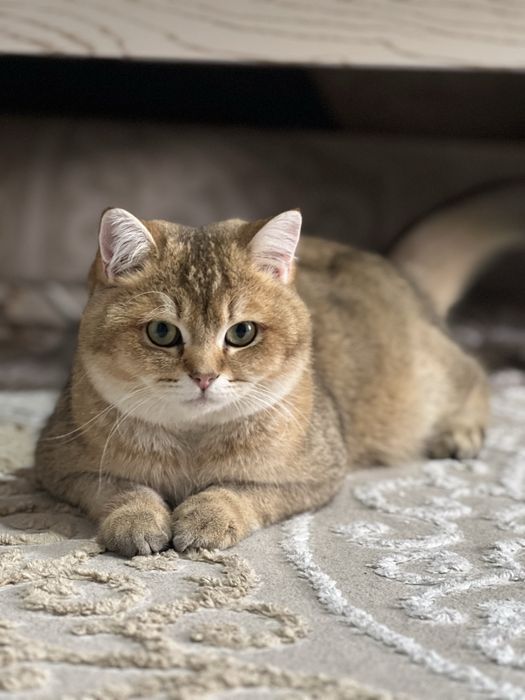 Золотая шиншилла