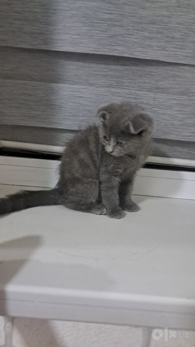 Скоттиш фолд чистокровная