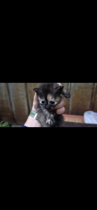 Котята шотландские уличные