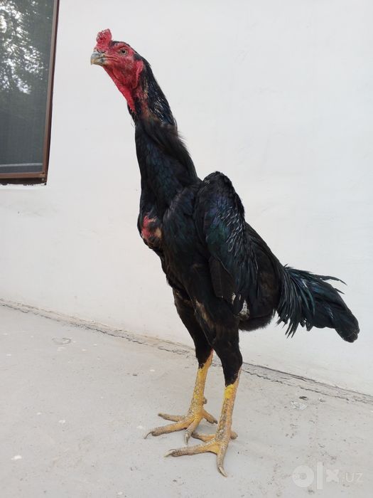 Dakan xoroz sotiladi