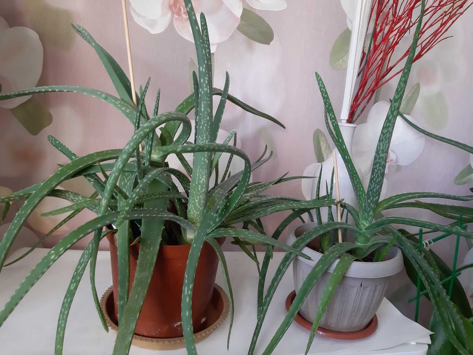 АЛОЭ-вера  комнатное  растение