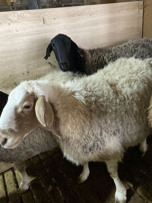 Қойлар сатылады.Продеатся овцы,бараны.