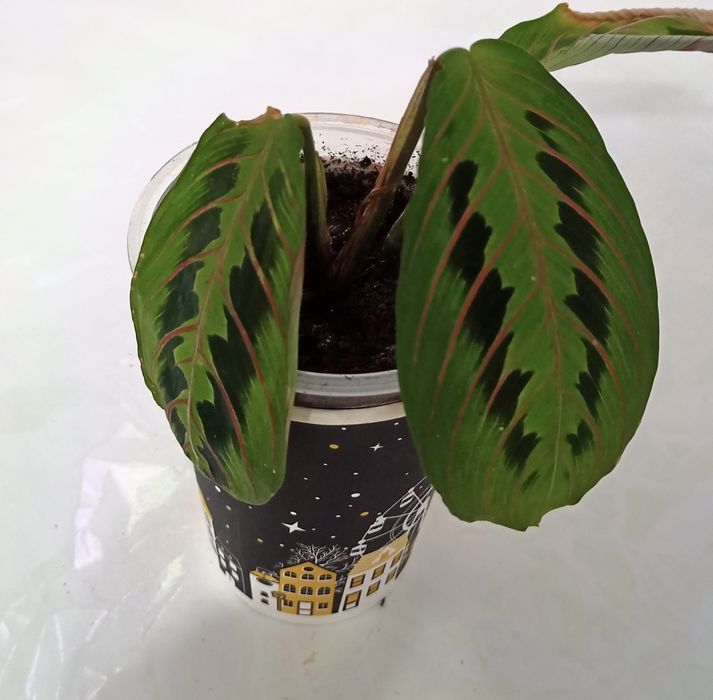 Комнатное  растение. Разные. И дёшово.