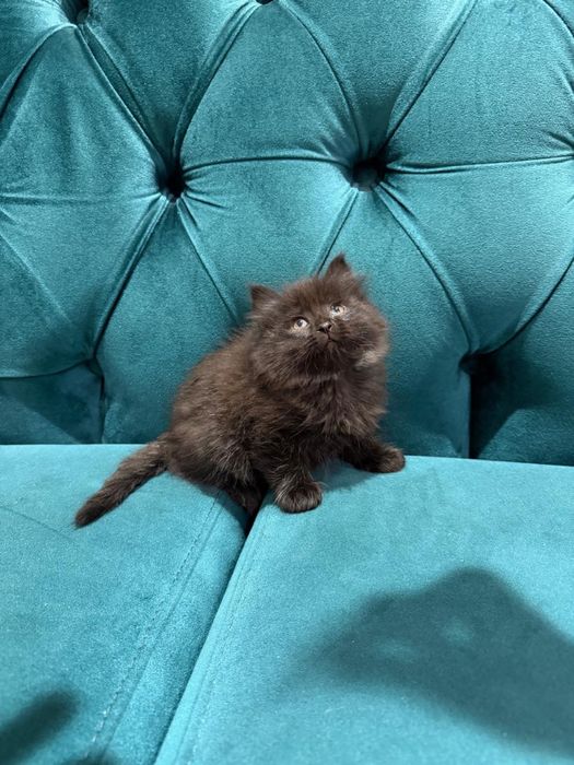 Котята в хорошие руки