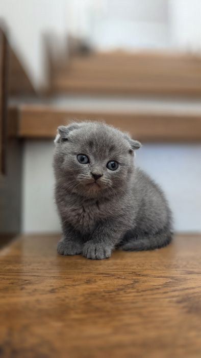 Scottish fold blue