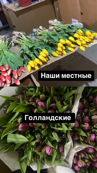 Крупный тюльпан предзаказ