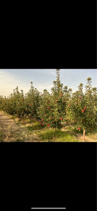 Таййор олма боги сотилади