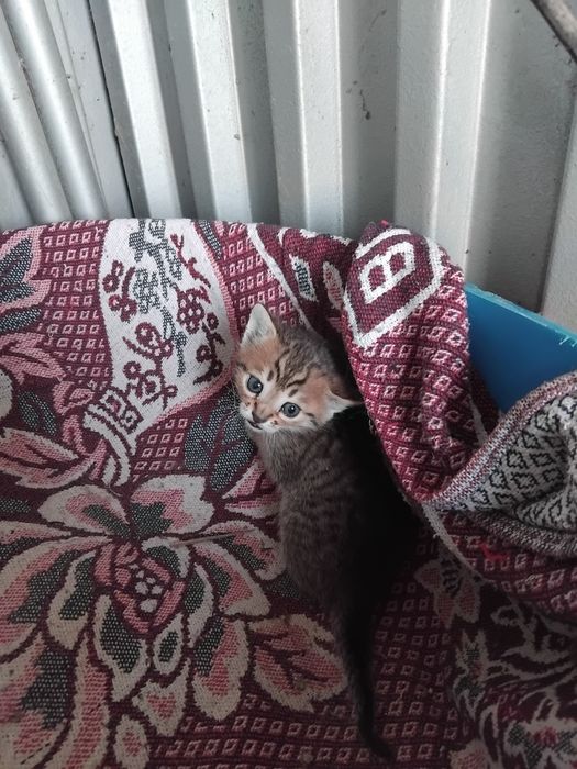 Котята в добрые руки