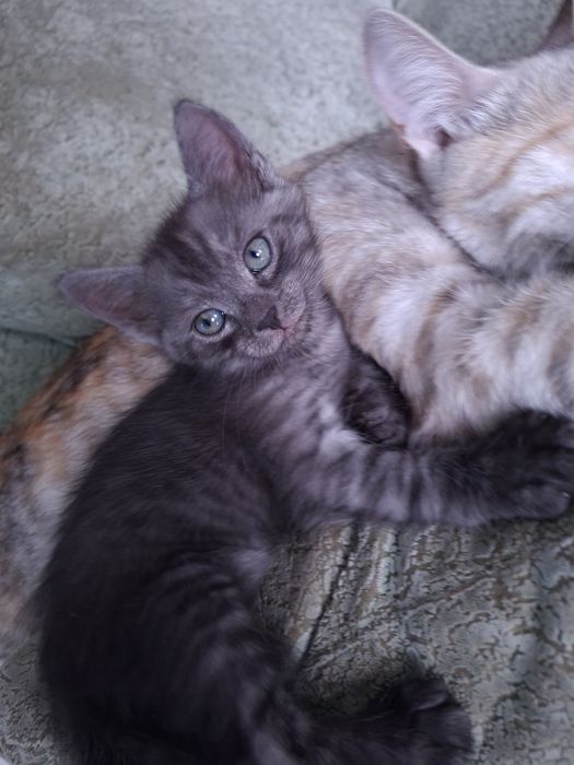 котята ищут дом)