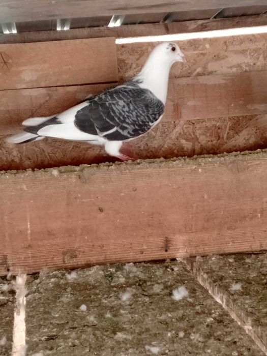 Porumbei de vânzare