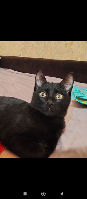 Отдам кота в добрые руки