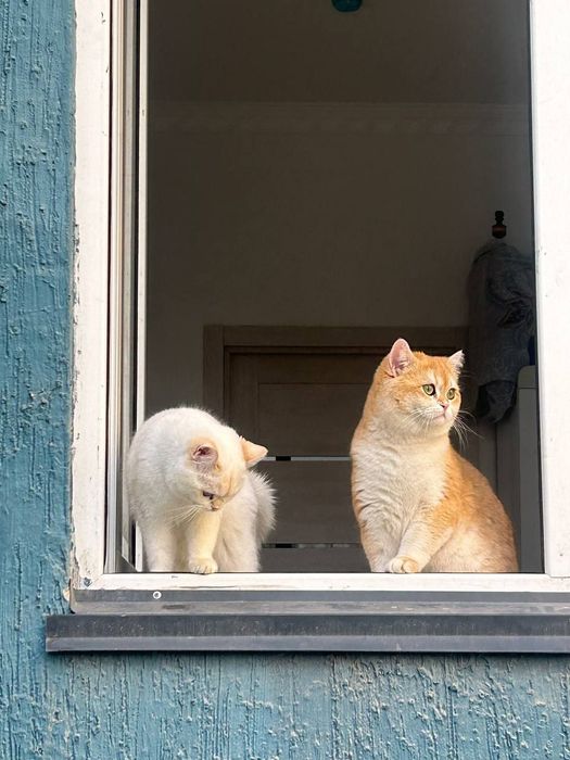 Золотая шиншила ny 12 (вязка)