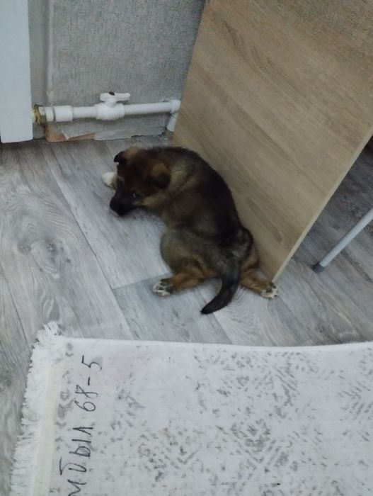 Отдам в хорошие руки щенок девочка