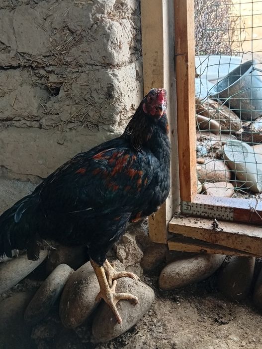 Оладыганлар лич йосасзлар