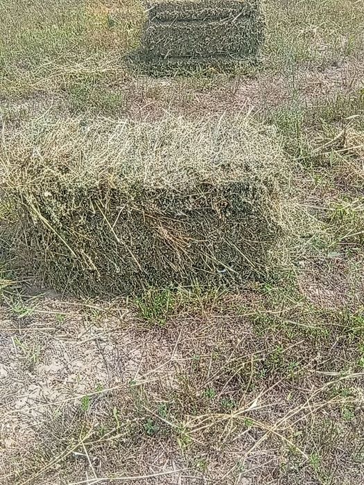 Продоияча лучерна первый пакос