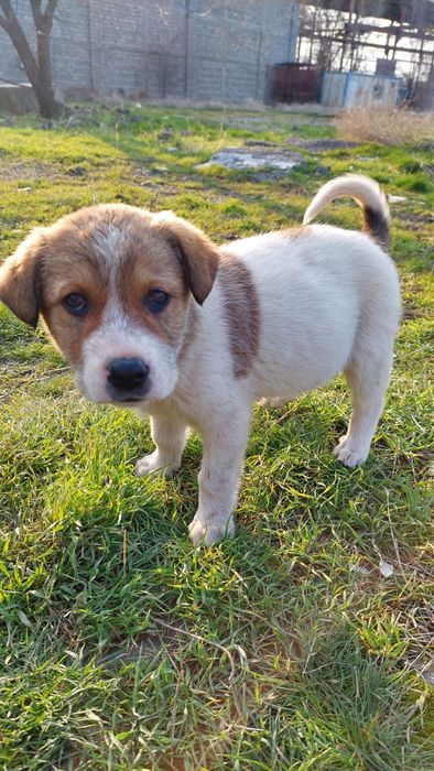 Щенята. Бесплатно.г. Шымкент.