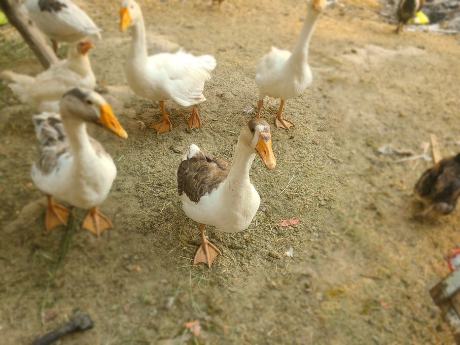 G'oz sotiladi 9 dona