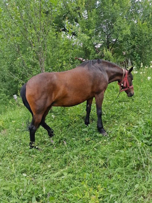 Iapa de vânzare 8 ani