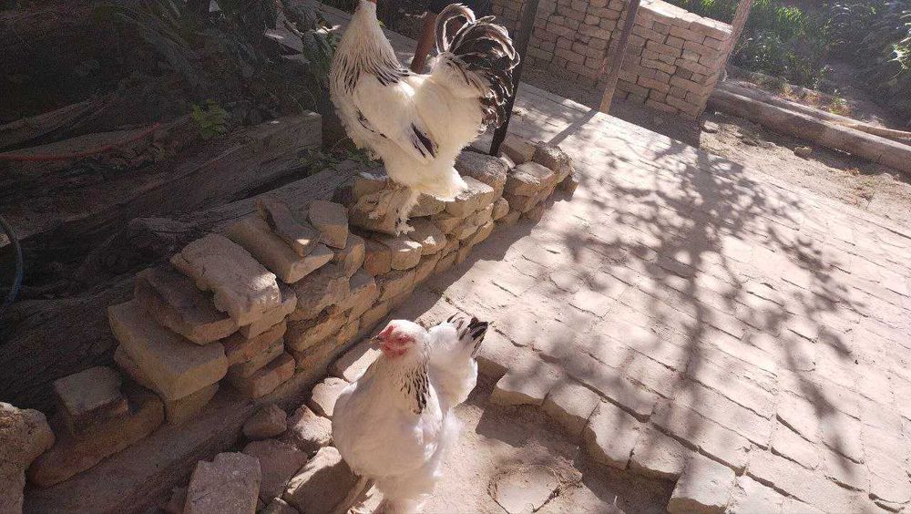 Xuroz va tovuq bramma sotiladi