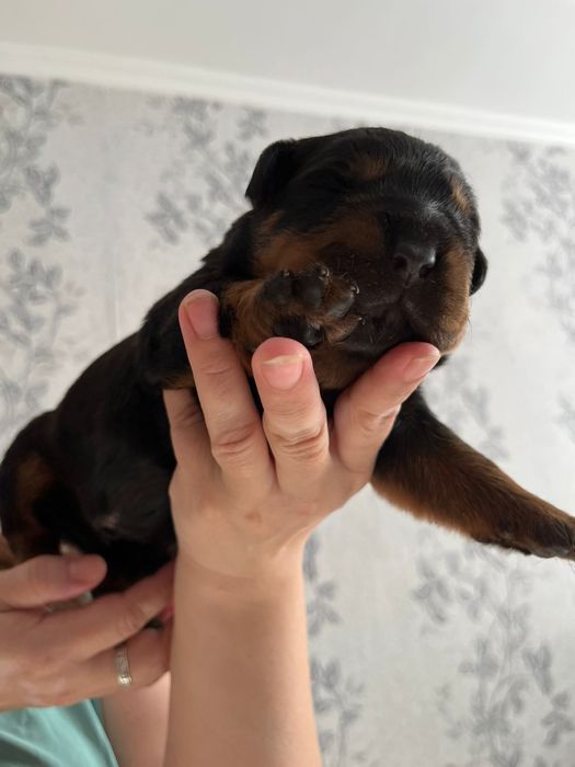 Бронь щенков Ротвейлера