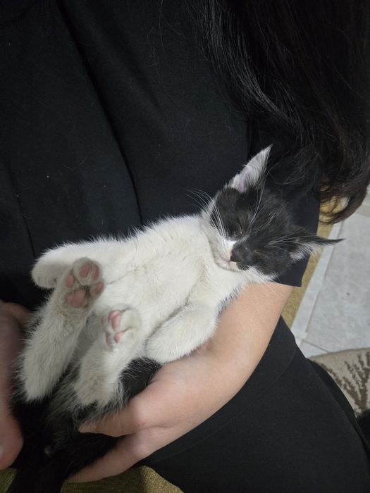 Котёнок, 1,5-2 месяцев
Нашли мал