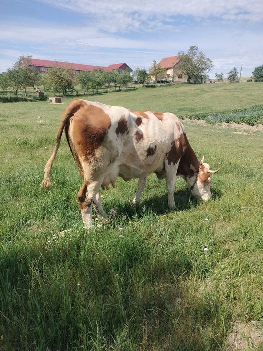 Vând vacă de 6 ani, gestantă in 3 luni