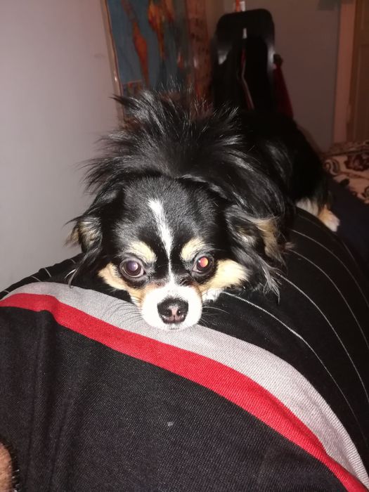 Вязка Чихуахуа