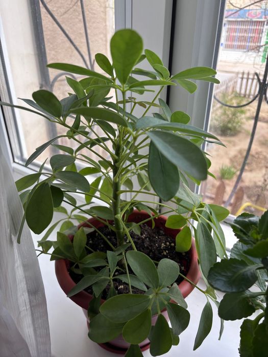 Цветы для дома дом