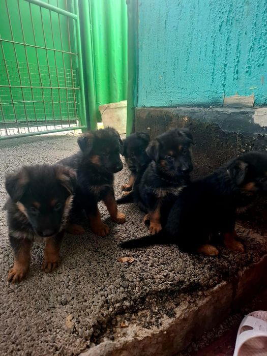 Продам немецкую овчару