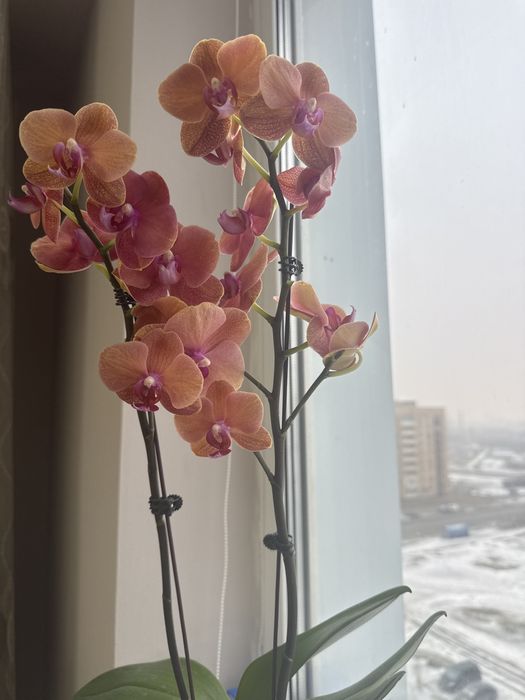 Цветы Орхидея красивая продам