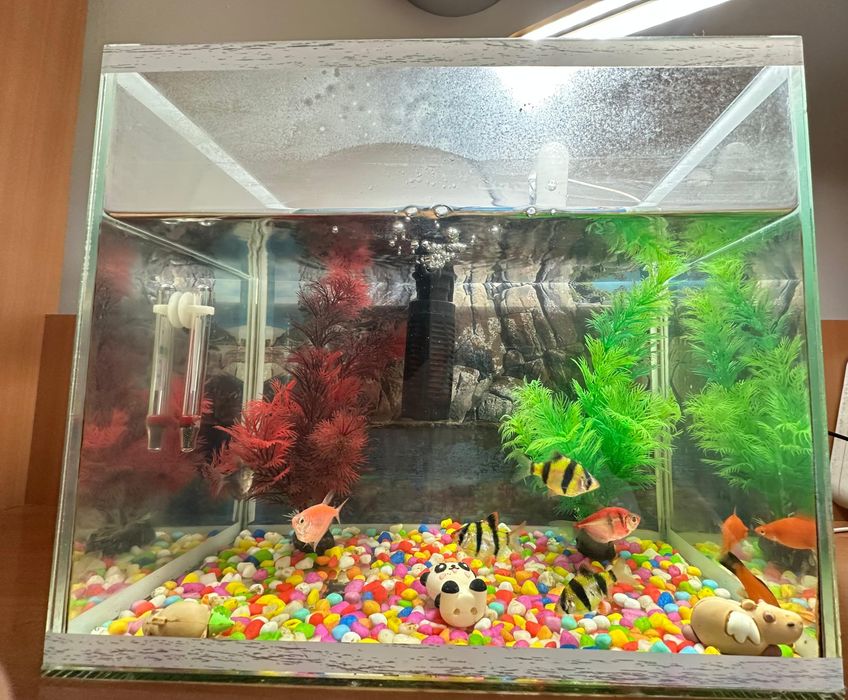 Аквариум балыктар мен сатылады