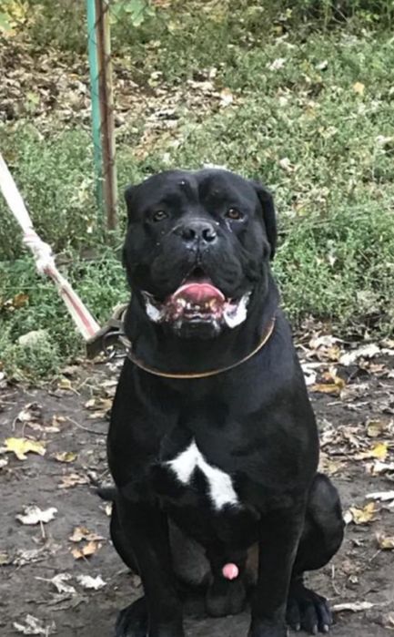 Вязка Кане корсо