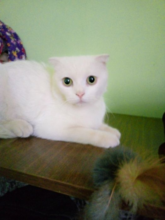 Aqilli mushuk xonadon mushugi