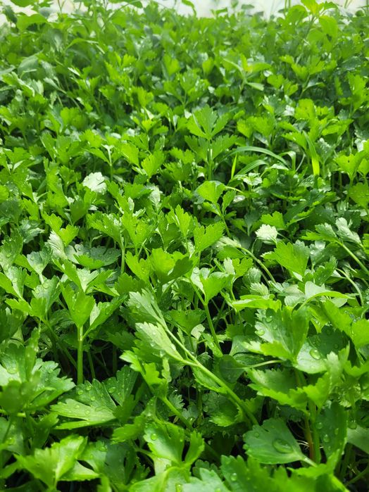 Rasad de vanzare  Rosii  Ardei  Telina. Castraveti