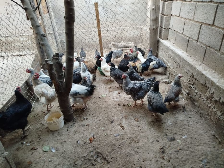 Продаются куры оптом