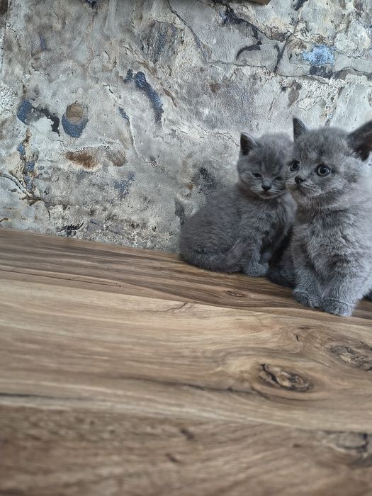 Pisici  vârstă 6 sapt