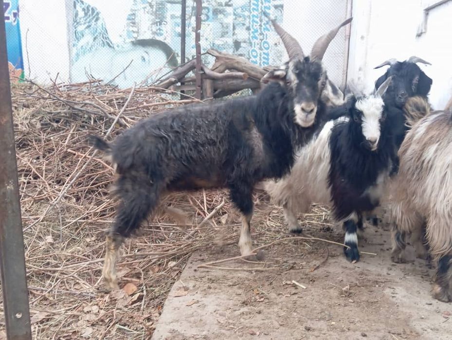 Эчки сотилади ейиши яхши соглом