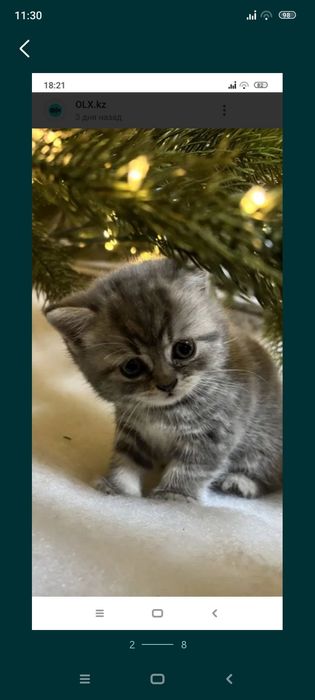 Шотлански котята. Приучены.