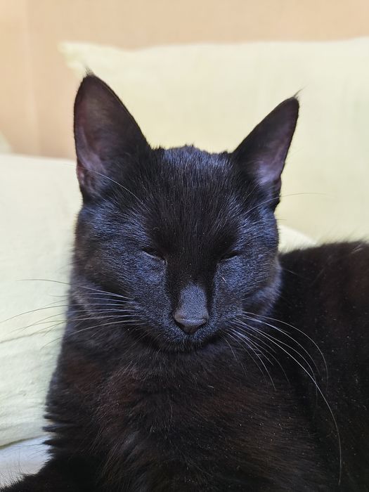 Черно бебе коте. Бамбйска котка