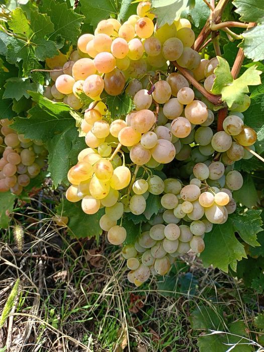 Vand struguri de vin