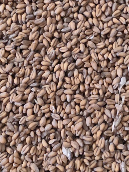 Porumb boabe , Grâu, Ovăz