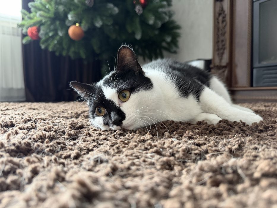 Дарю кошечку.