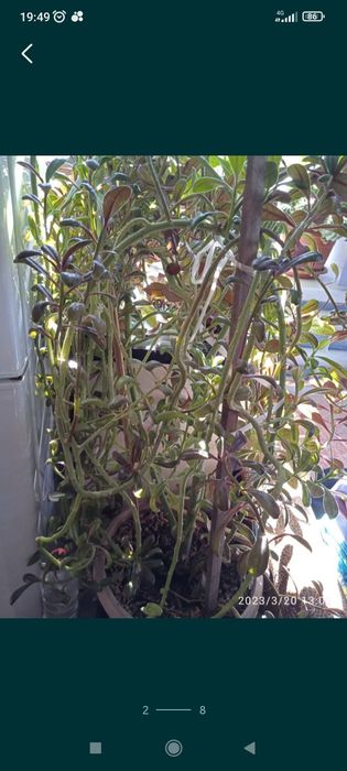 Продам комнатные цветы