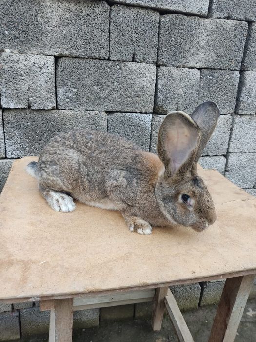 Фландр крольчиха